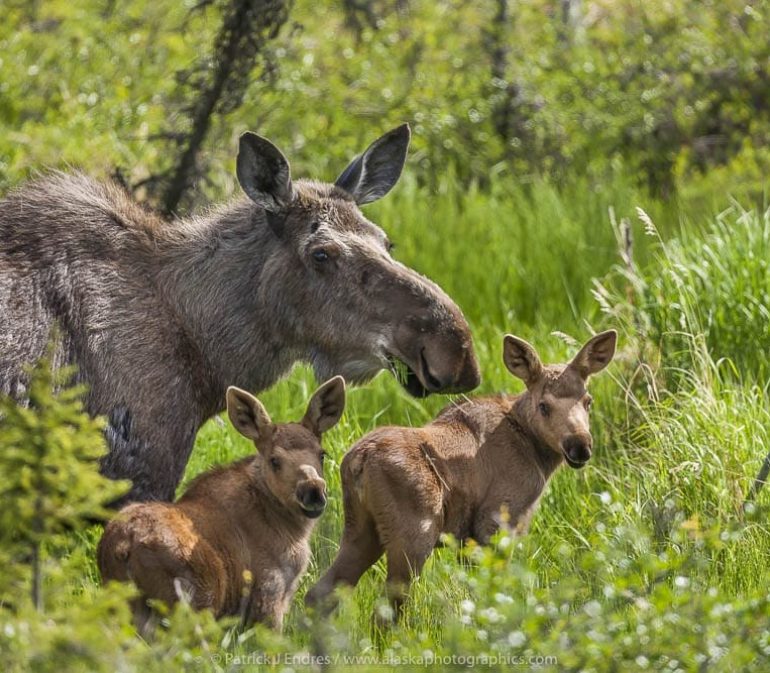 21029407 Cow Moose With Spring Calves 1