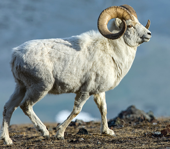 Denali Goat