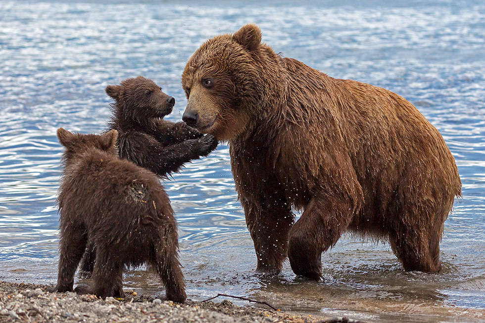 Bears Kids