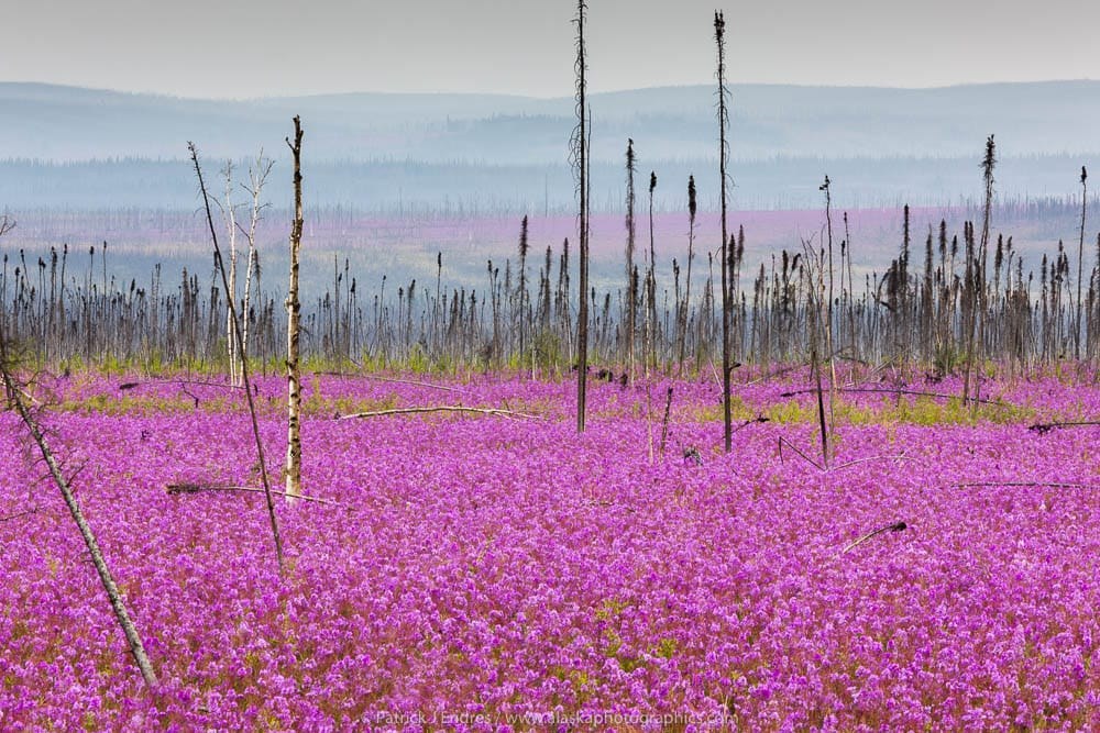 Fireweed Alaska 21030804